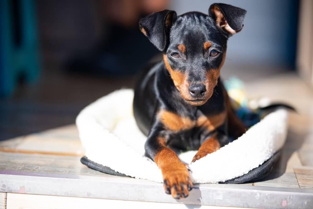 Harris Animal Hospital