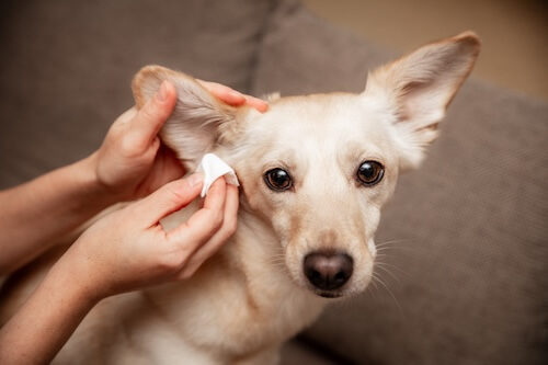 dog getting his fur wiped by the ear 