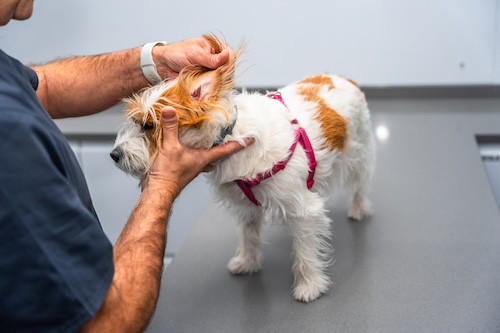 dog getting a check up at the vet