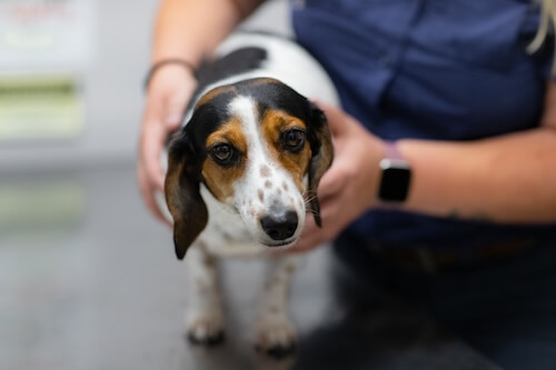 dog at veterinarian check up