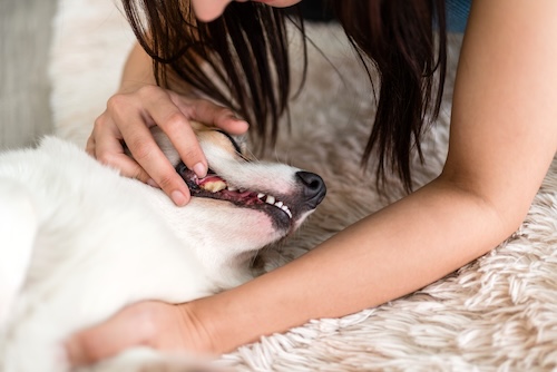 pet dental care