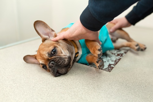 pet radiology